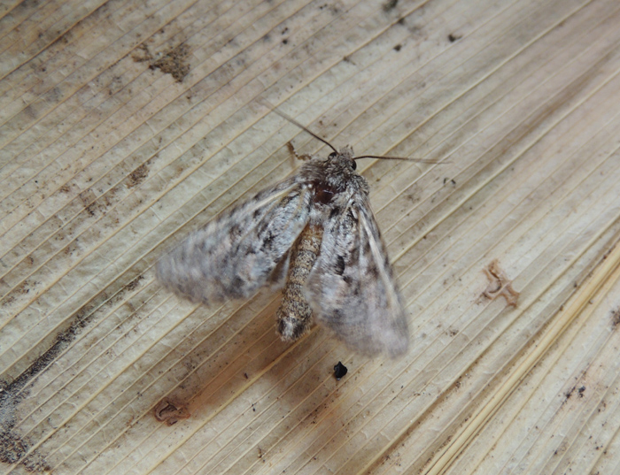 Noctuidae: Acronicta rumicis?   No, cfr.  Dryobotes eremita